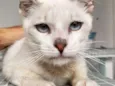 Ferrero