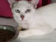Ferrero
