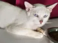Ferrero
