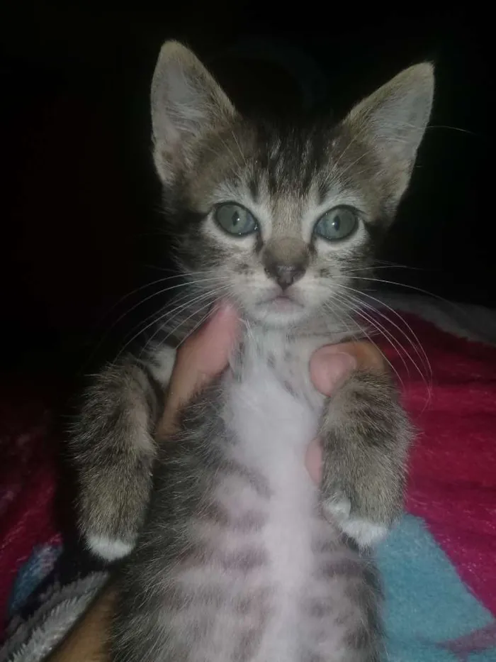 Gato ra a CURL americano idade Abaixo de 2 meses nome Deril