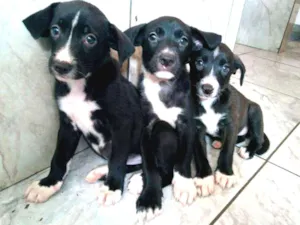 Cachorro raça Vira lata idade Abaixo de 2 meses nome Pretinhas lindas