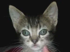 Gato raça CURL americano idade Abaixo de 2 meses nome Deril