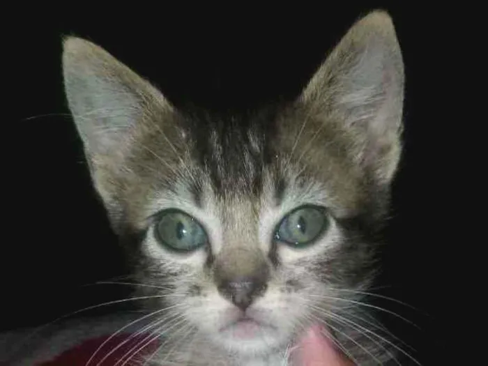 Gato ra a CURL americano idade Abaixo de 2 meses nome Deril
