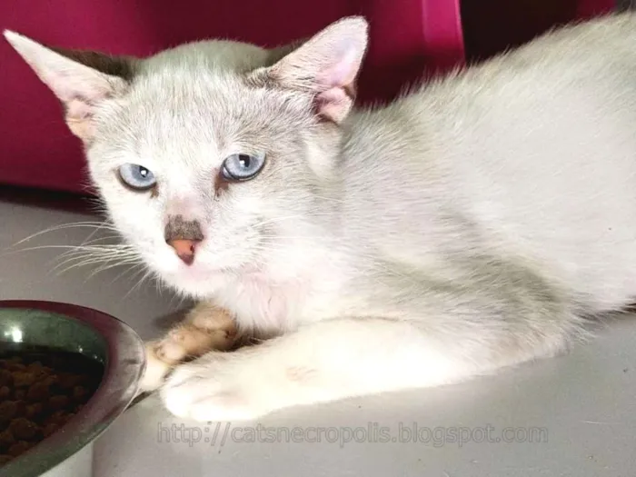 Gato ra a srd idade 2 a 6 meses nome Ferrero