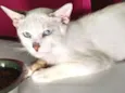 Ferrero