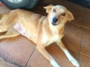 Cachorro raça  idade 2 anos nome Mel