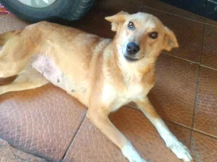 Cachorro ra a  idade 2 anos nome Mel