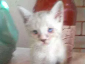 Gato raça Siamês claro idade 2 a 6 meses nome Capitã Marvel