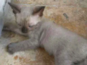 Gato raça Siamês idade 2 a 6 meses nome Donald Trump