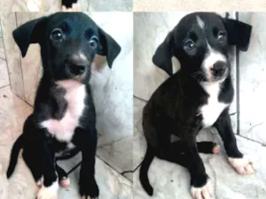 Cachorro raça Vira lata idade Abaixo de 2 meses nome Pretinha