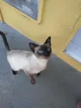 Mascarado