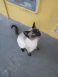 Mascarado