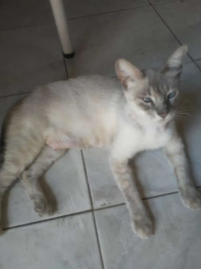 Gato ra a Misto idade 2 anos nome Anitta