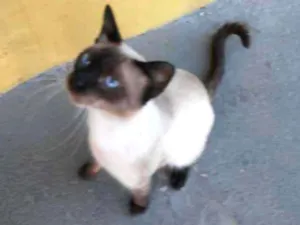 Gato raça Siamês legítimo idade 1 ano nome Mascarado