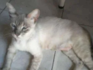 Gato raça Misto idade 2 anos nome Anitta