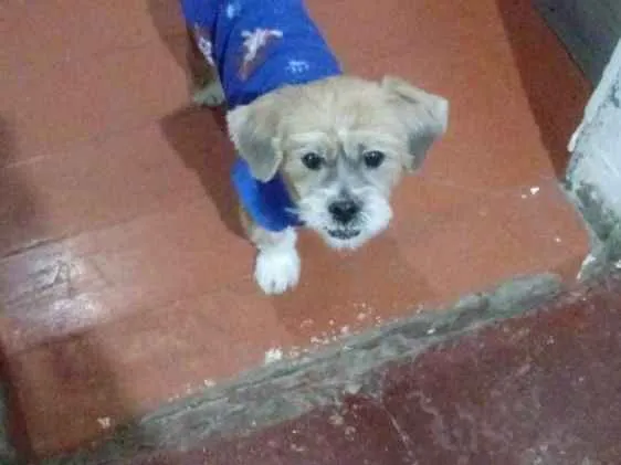 Cachorro raça Shitzu idade  nome Bailey