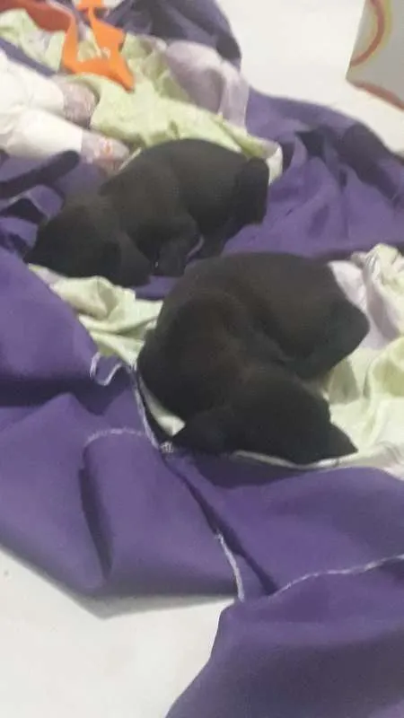 Cachorro ra a indefinida  idade Abaixo de 2 meses nome sem nome 