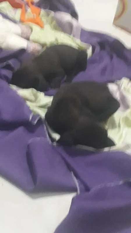Cachorro ra a indefinida  idade Abaixo de 2 meses nome sem nome 