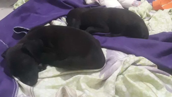 Cachorro ra a indefinida  idade Abaixo de 2 meses nome sem nome 