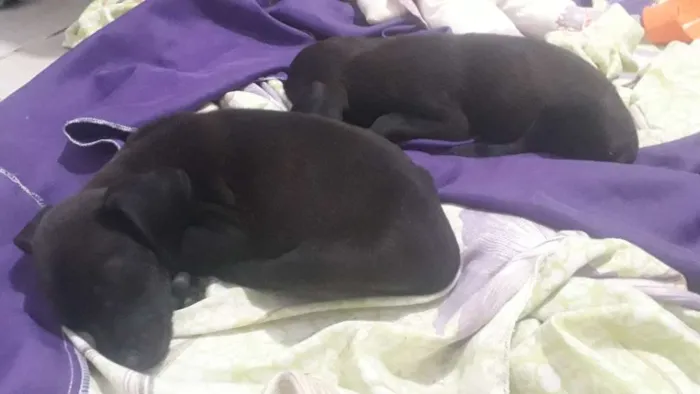 Cachorro ra a indefinida  idade Abaixo de 2 meses nome sem nome 