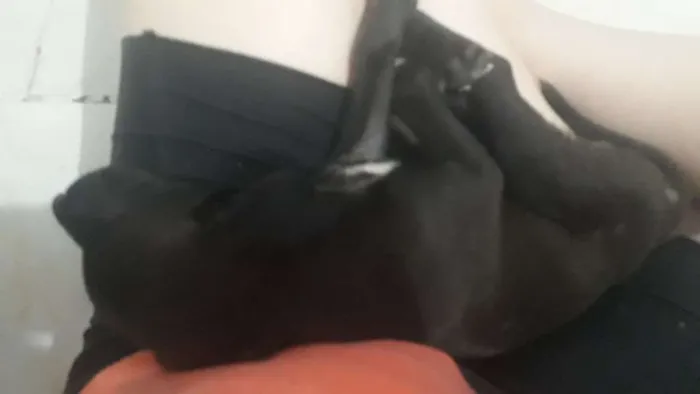 Cachorro ra a indefinida  idade Abaixo de 2 meses nome sem nome 