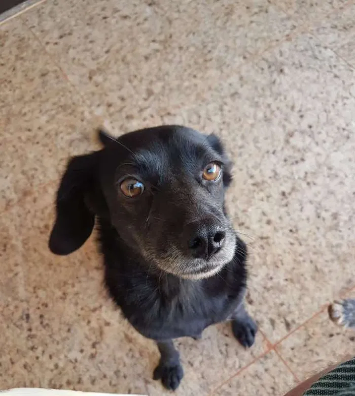 Cachorro ra a Vira-lata idade 5 anos nome Elvira