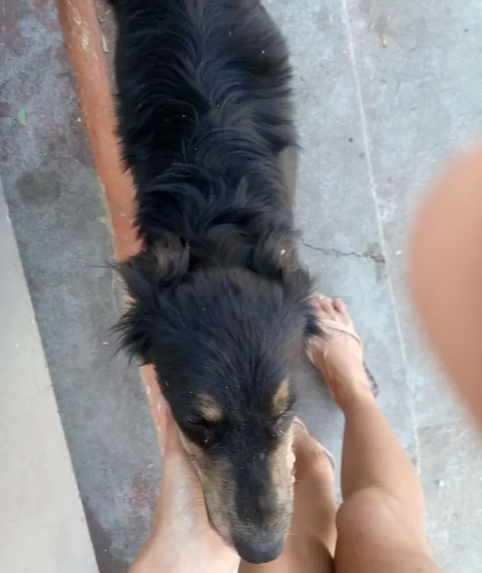 Cachorro raça Sem raça definida idade 2 a 6 meses nome Thor