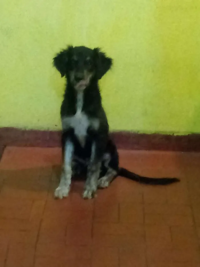 Cachorro raça Sem raça definida idade 2 a 6 meses nome Thor