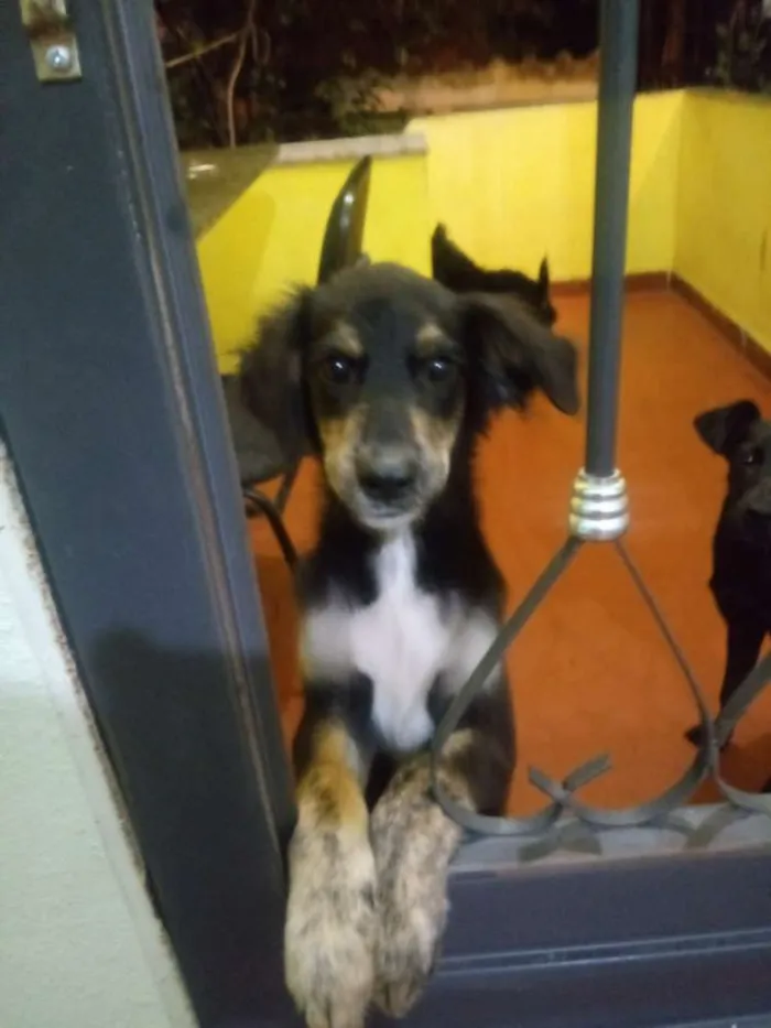 Cachorro raça Sem raça definida idade 2 a 6 meses nome Thor
