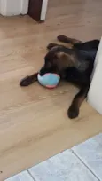 Maya