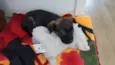 Maya