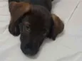 Maya