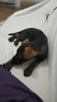 Maya