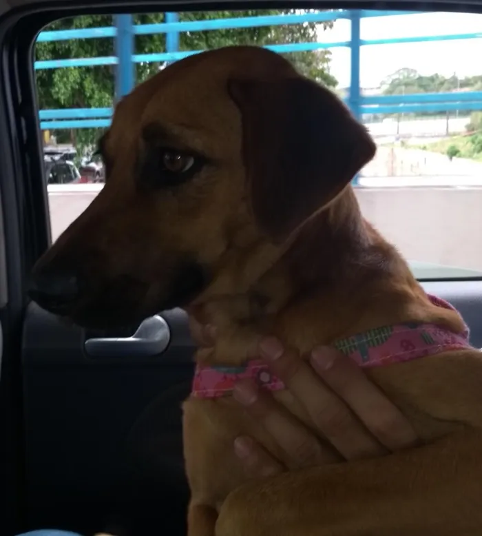Cachorro ra a SRD idade 1 ano nome Linda