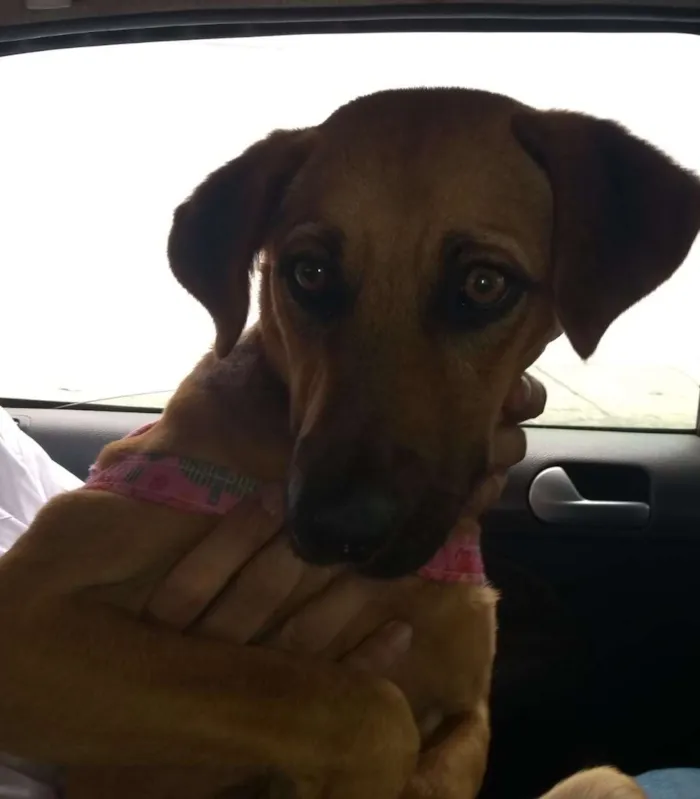 Cachorro ra a SRD idade 1 ano nome Linda