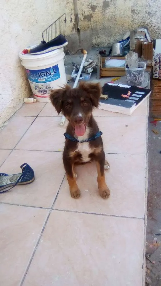 Cachorro raça  idade 7 a 11 meses nome Cookii