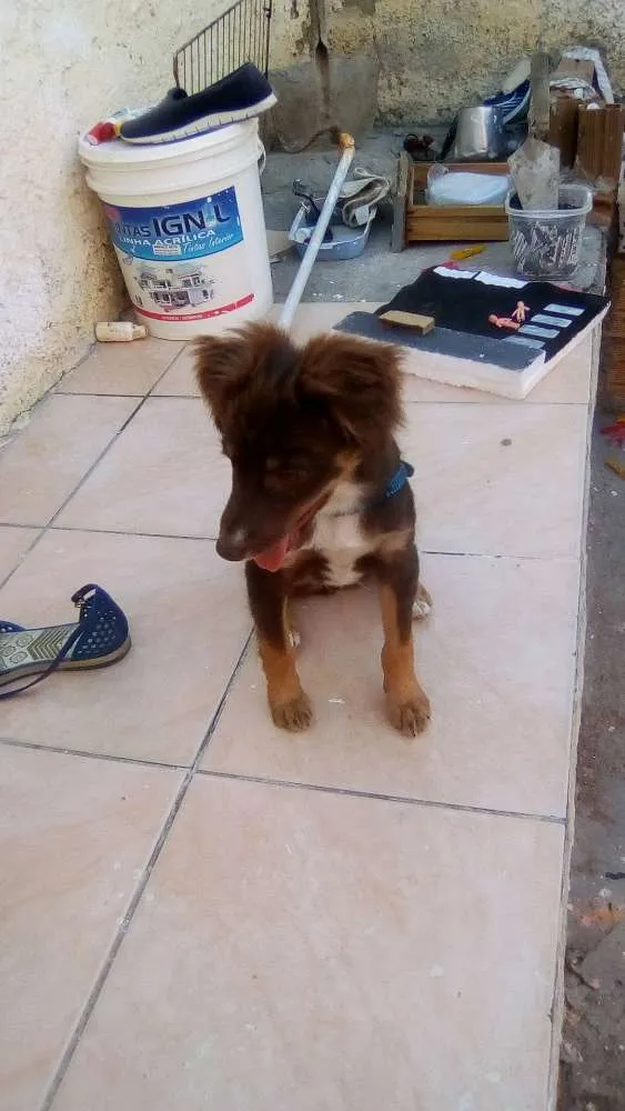 Cachorro raça  idade 7 a 11 meses nome Cookii