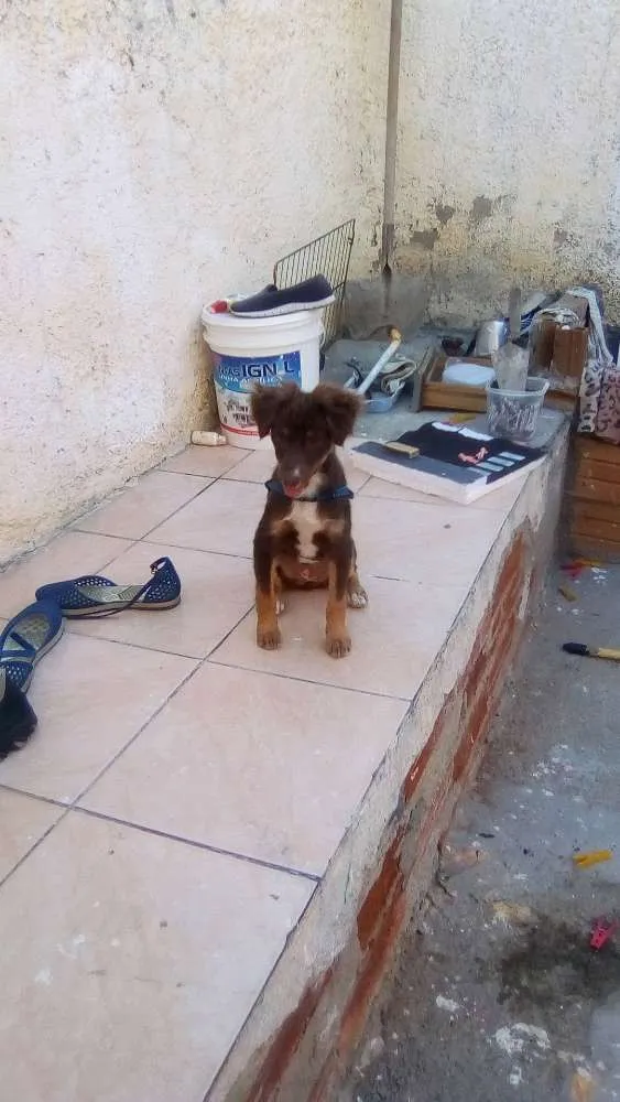 Cachorro raça  idade 7 a 11 meses nome Cookii