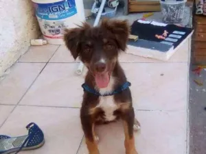 Cachorro raça  idade 7 a 11 meses nome Cookii