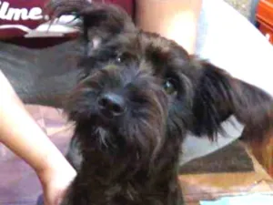 Cachorro raça SRD idade 5 anos nome Beto