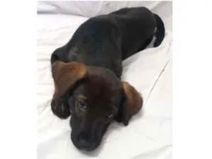 Cachorro raça SRD idade 2 a 6 meses nome Maya