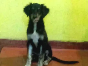 Cachorro raça Sem raça definida idade 2 a 6 meses nome Thor