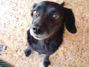 Cachorro raça Vira-lata idade 5 anos nome Elvira