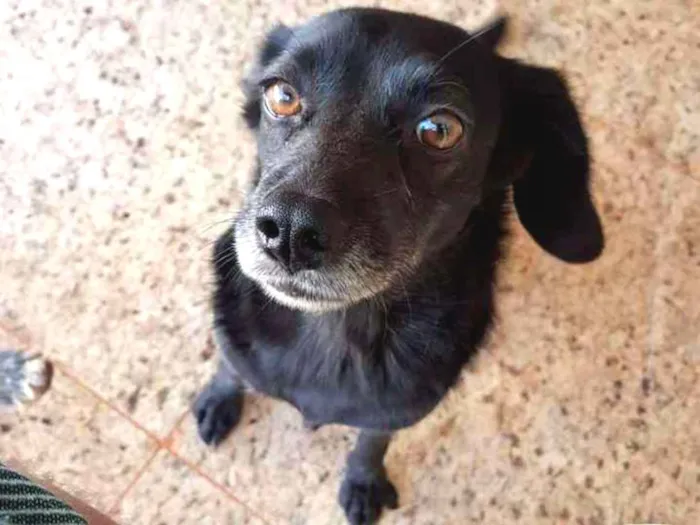 Cachorro ra a Vira-lata idade 5 anos nome Elvira