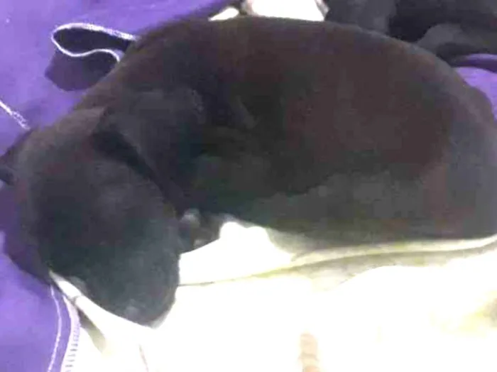 Cachorro ra a indefinida  idade Abaixo de 2 meses nome sem nome 