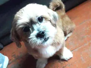 Cachorro raça Shitzu idade  nome Bailey