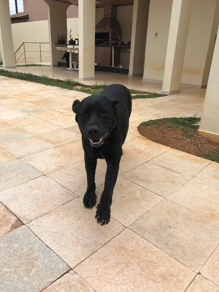 Cachorro ra a Labrador  idade 5 anos nome Wolf