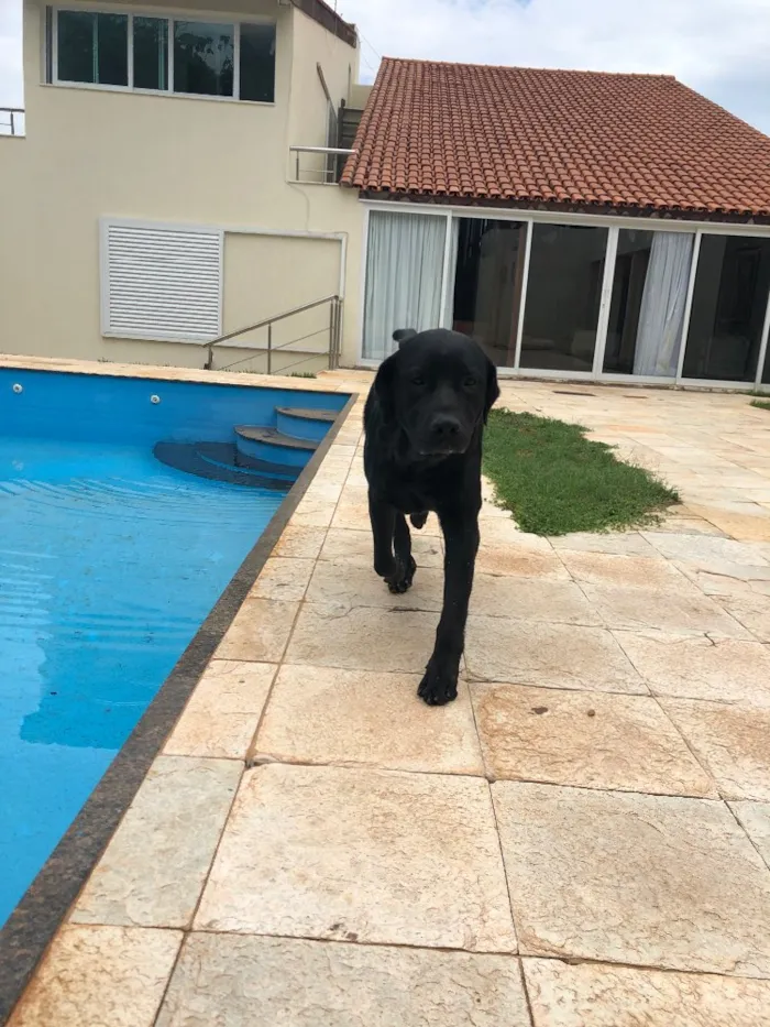 Cachorro ra a Labrador  idade 5 anos nome Wolf
