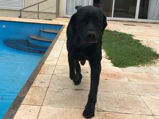 Cachorro ra a Labrador  idade 5 anos nome Wolf