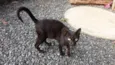 Mimoso